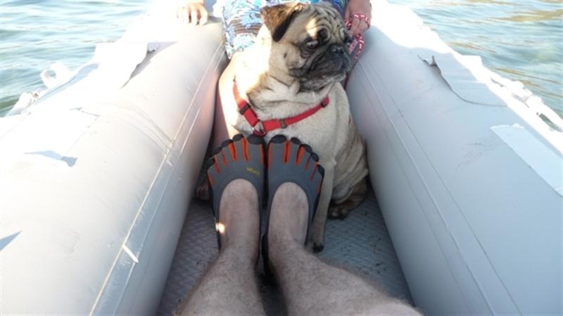Nothing like a good belly scratch for your pug compliments of Vibram-clad toes.