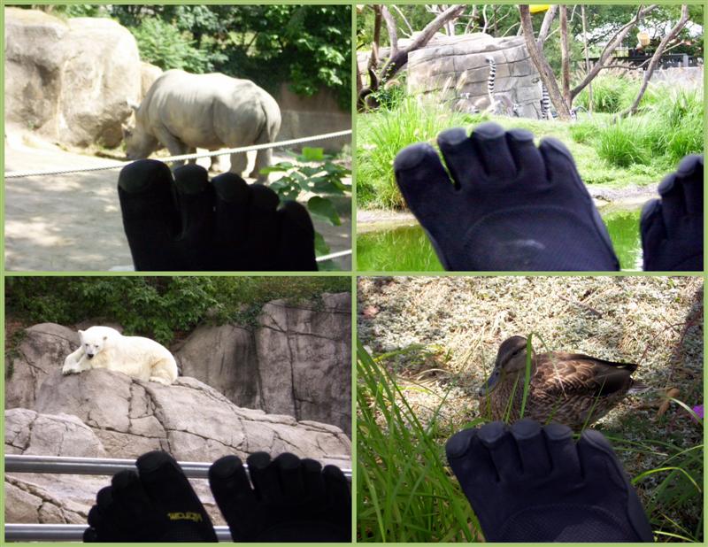 Max's black KSO's at the zoo.  Clockwise from the top left we see a rhinoceros, some [what are these?], a duck, and a polar bear.  Don't step on the duck, Max!