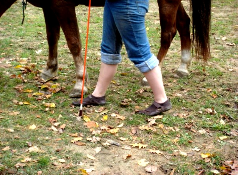An upclose shot of Nichole's VFF-clad feet and her horse's horseshoe-free hooves!  "Barehoofing" (must be a better word for this!) is a growing part of the natural horsemanship movement!