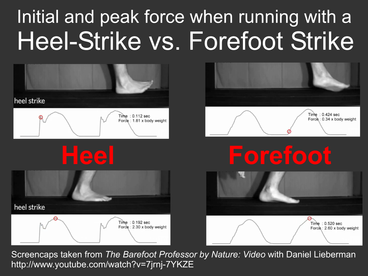 Screencaps from the Nature video, this image shows that initial impact running with a heel-strike registers at around 1.81 x body weight compared to .34 x body weight initial impact running with a forefoot strike.  Interestingly, peak bodyweight impact on each curve registers higher with a forefoot strike — around 2.60 x bodyweight running with a forefoot strike compared to 2.30 x body weight with a heel-strike.  Note in both running styles here, impact is measured with barefeet.